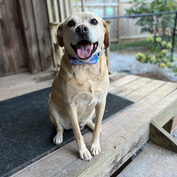 Meet your Posher, Jeanette - Picture 3 of 4